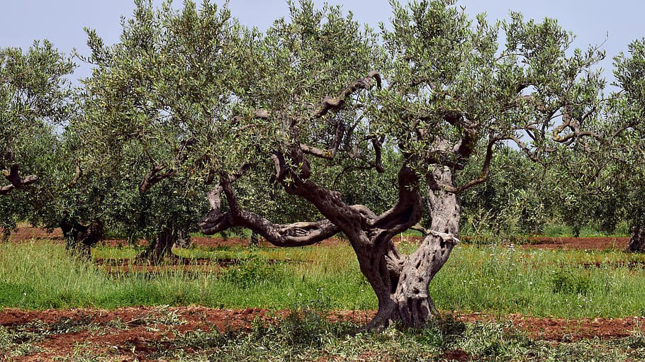 VOX apoya a los agricultores de Jaén y sus reivindicaciones ante la crisis de los bajos precios del aceite de oliva español