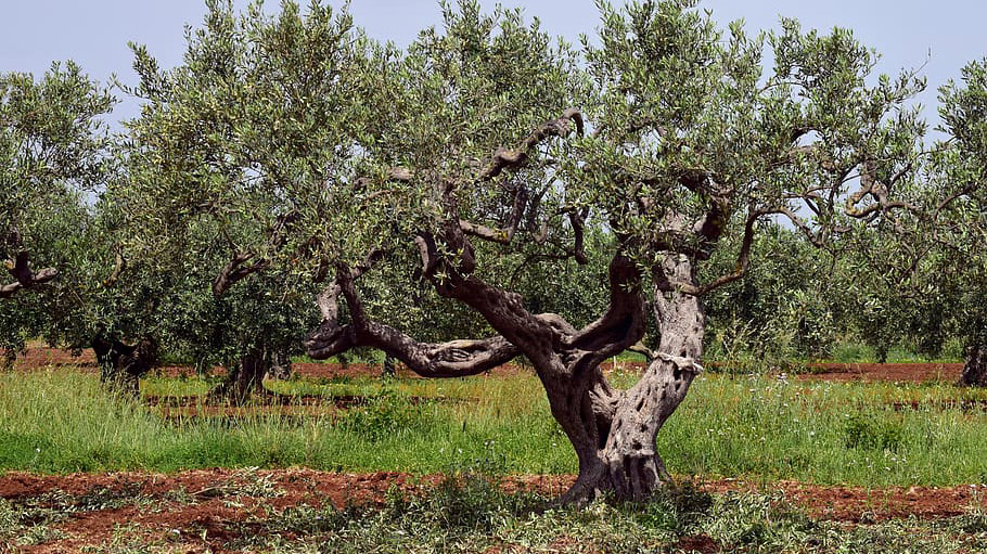 VOX apoya a los agricultores de Jaén y sus reivindicaciones ante la crisis de los bajos precios del aceite de oliva español