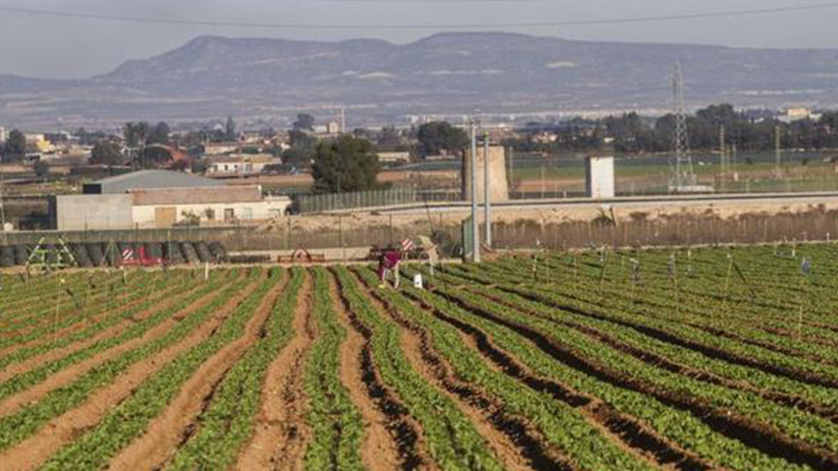Campo de Cartagena