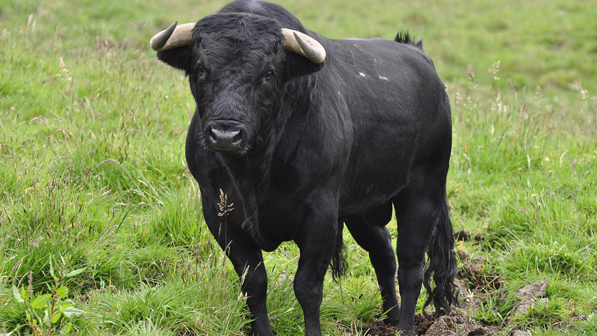 Imagen de un toro
