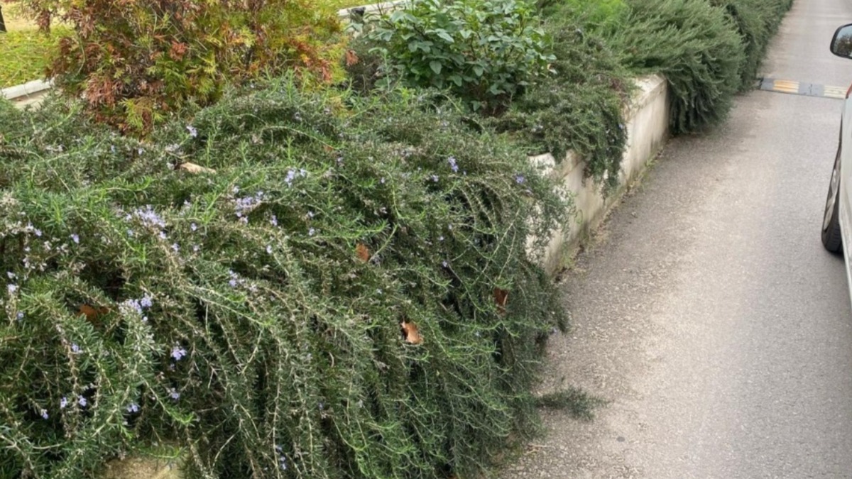 maravillas collantes jardines