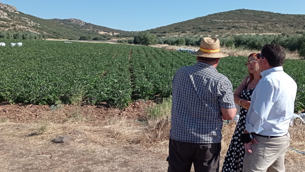 Ricardo Chamorro en un campo de berenjenas
