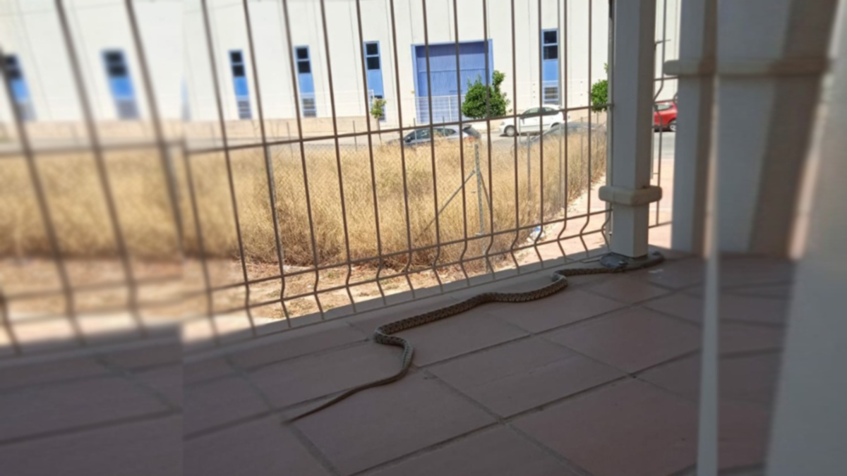 serpiente