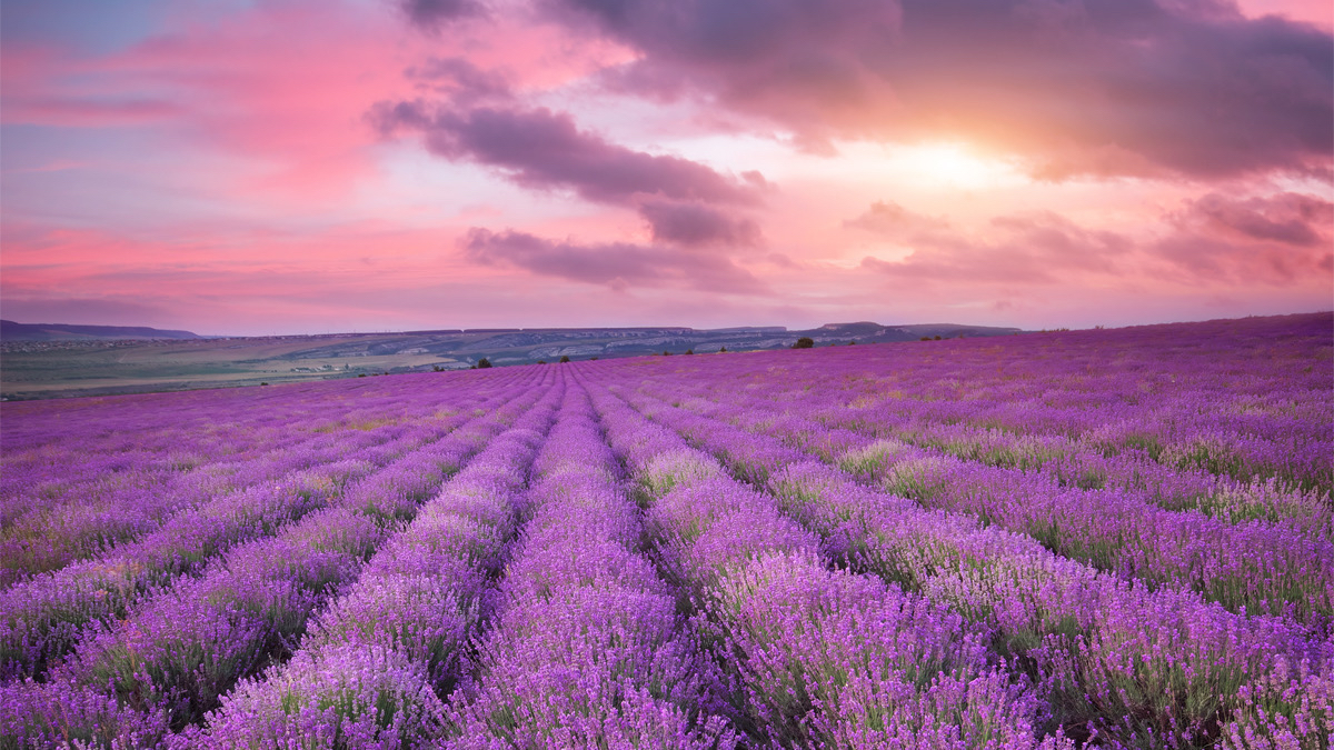 Campo de lavanda NVATO