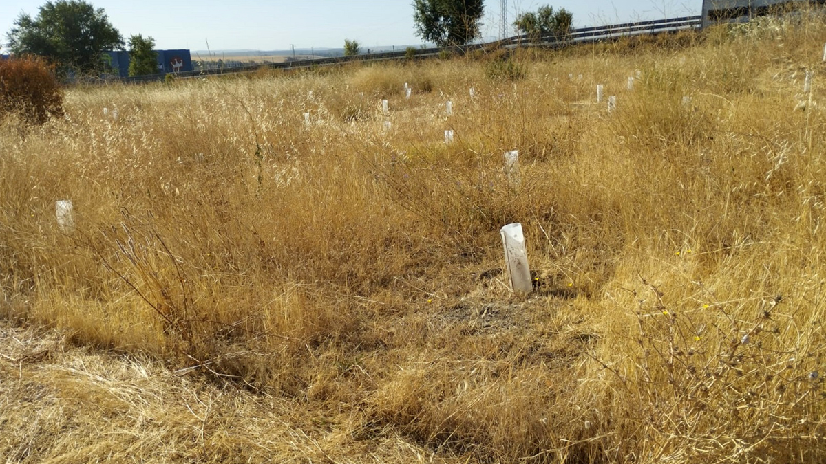 Desolador aspecto de lo que iba un "pequeño bosque" con 300 arboles en Écija, por el abandono del Gobierno del PSOE