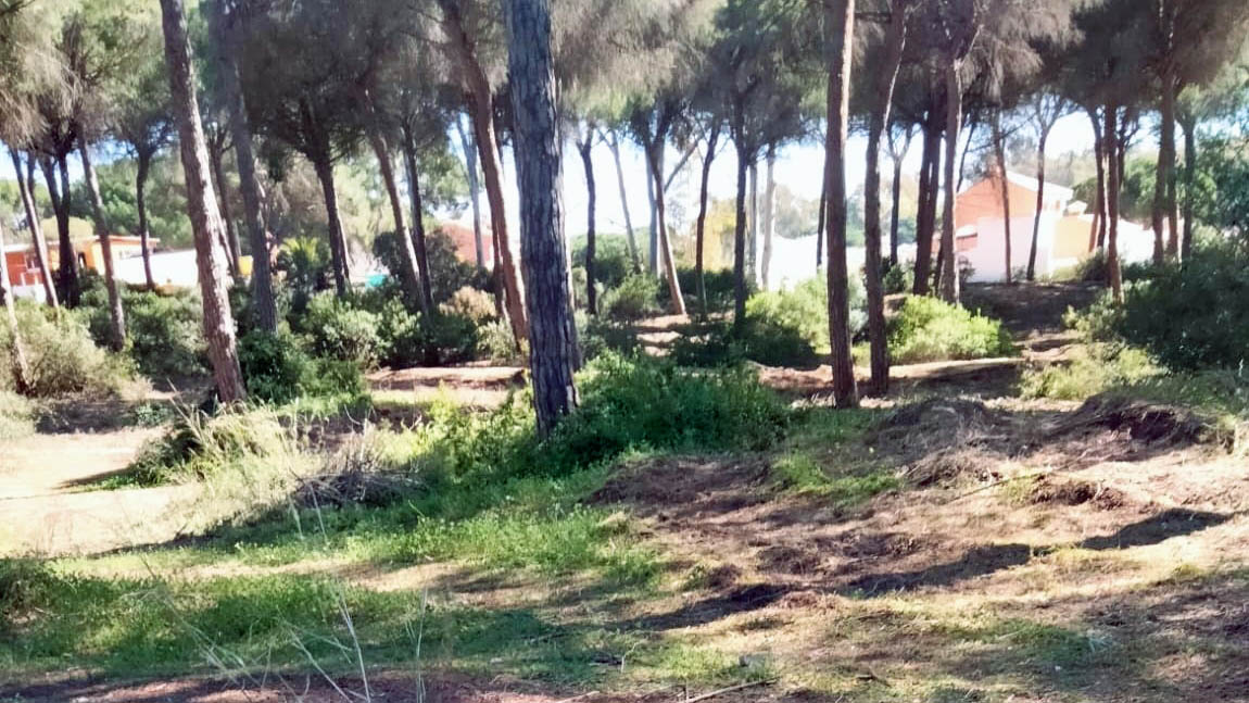 Pinar El Puerto