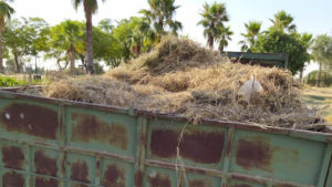Usuarios de los huertos socialista de Mairena del Aljarafe denuncian la falta de agua y mantenimiento