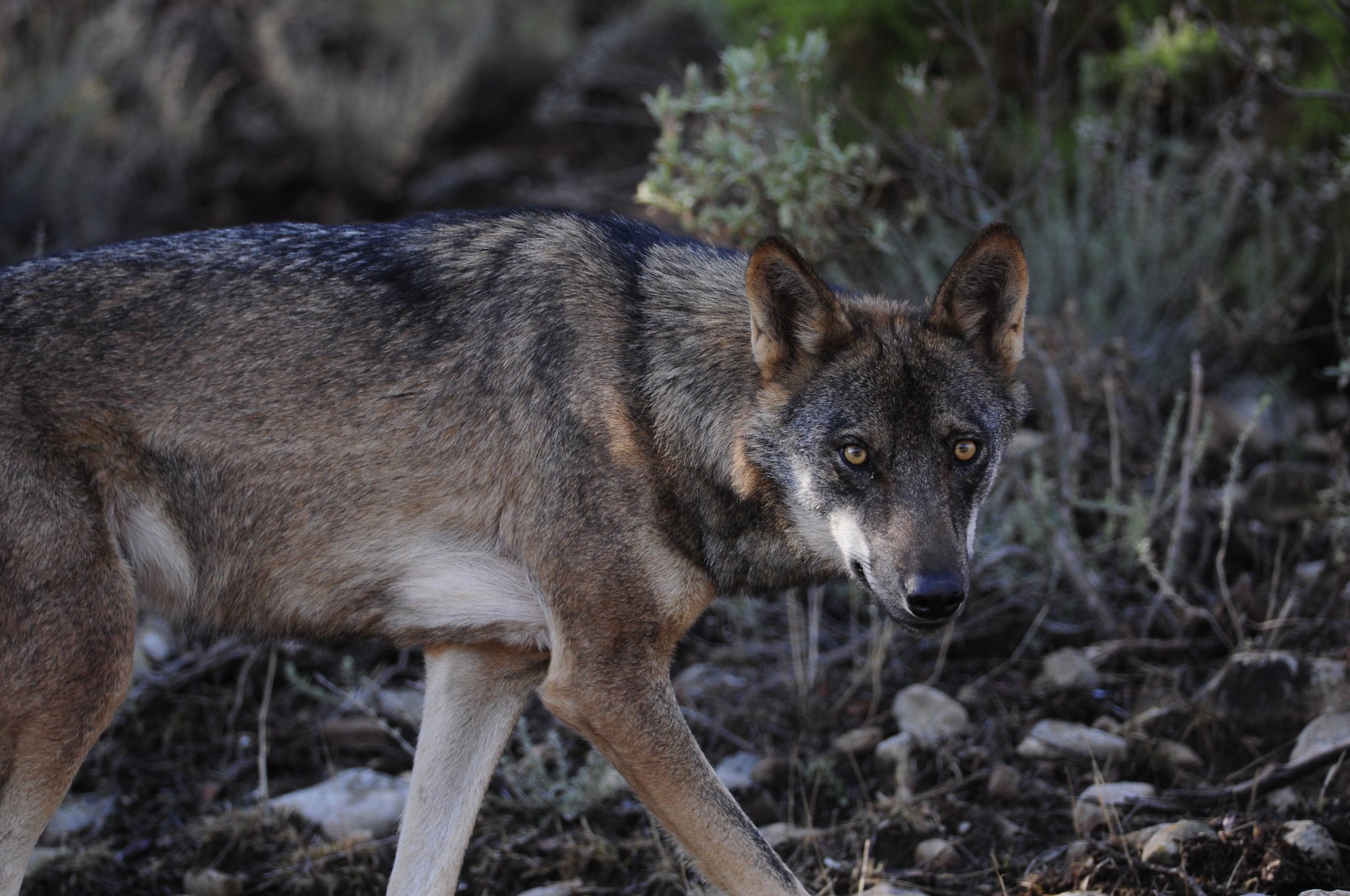 VOX exige la comparecencia urgente de Aierdi para que explique los ataques de lobos en Navarra