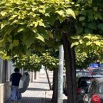 Córdoba